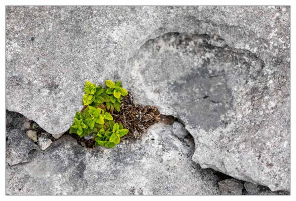 Burren