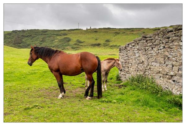 Burren