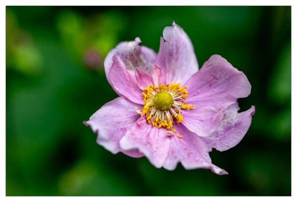 Burren