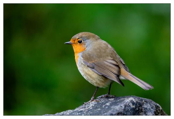 Burren