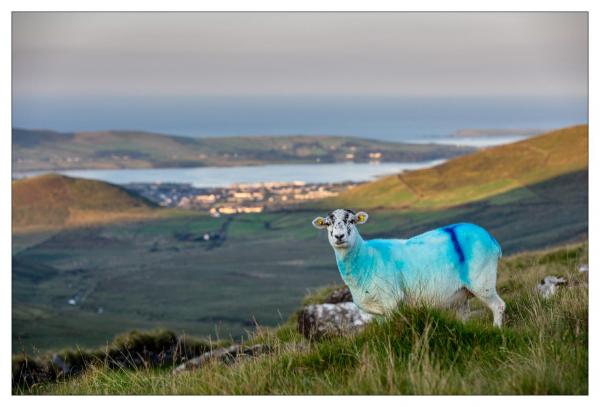 Dingle Peninsula