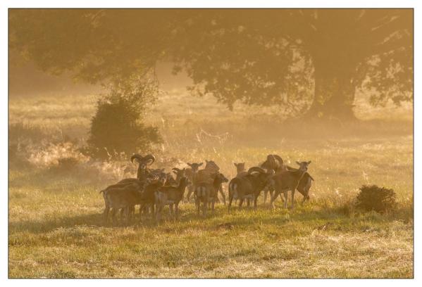 Chambord
