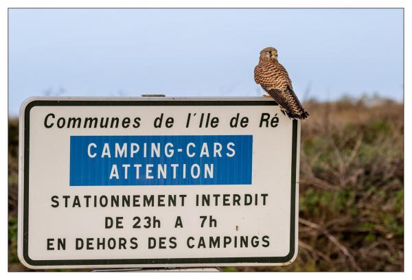 Île de Ré