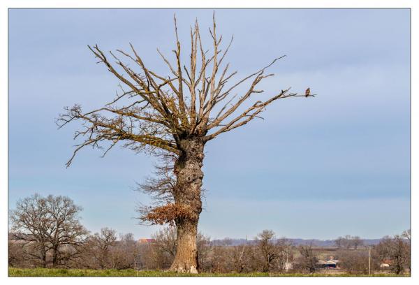 Étang des Landes