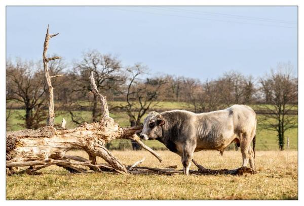 Étang des Landes
