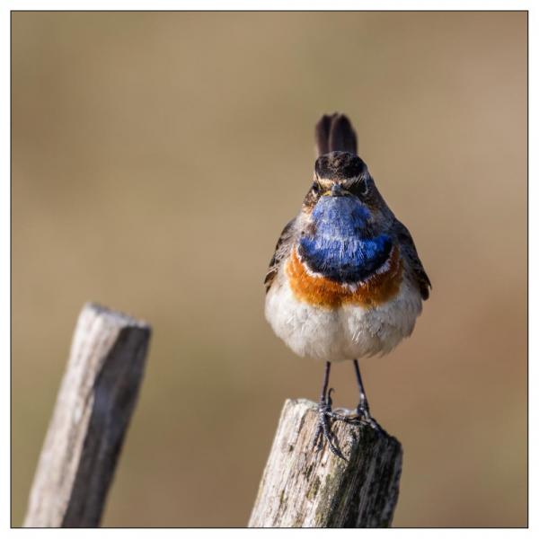 Gorge bleue