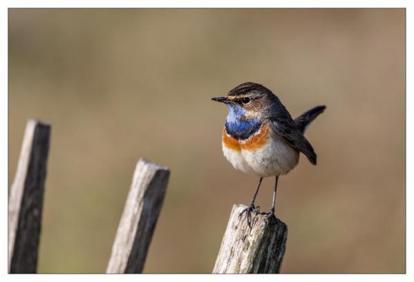Gorge bleue