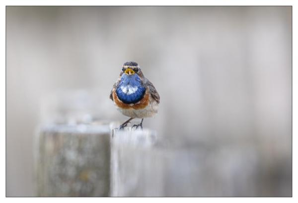 Gorge bleue