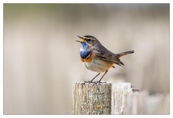 Gorge bleue