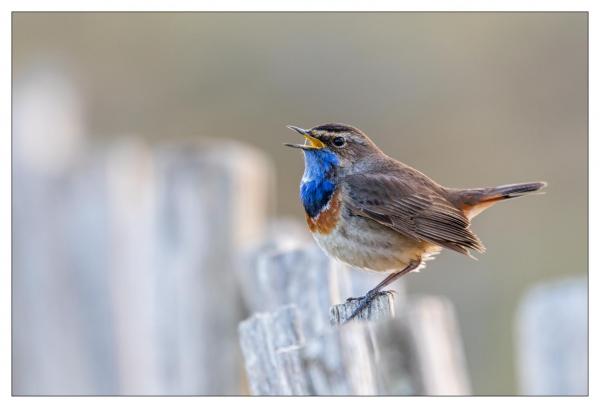 Gorge bleue