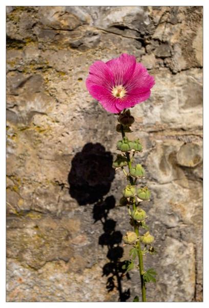 Noyers