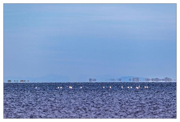 Camargue
