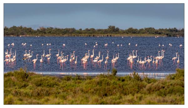 Camargue