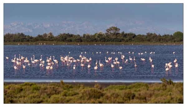 Camargue