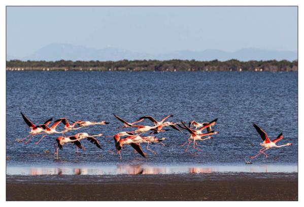 Camargue