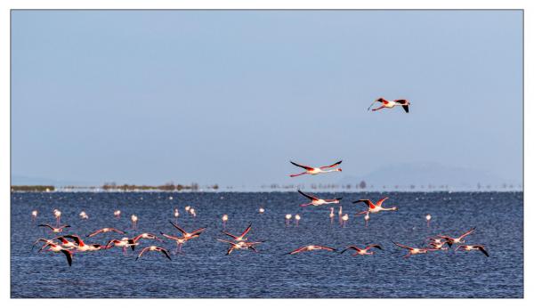 Camargue