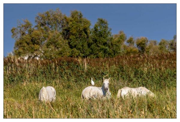Camargue