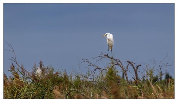 Camargue