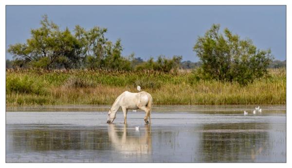 Camargue