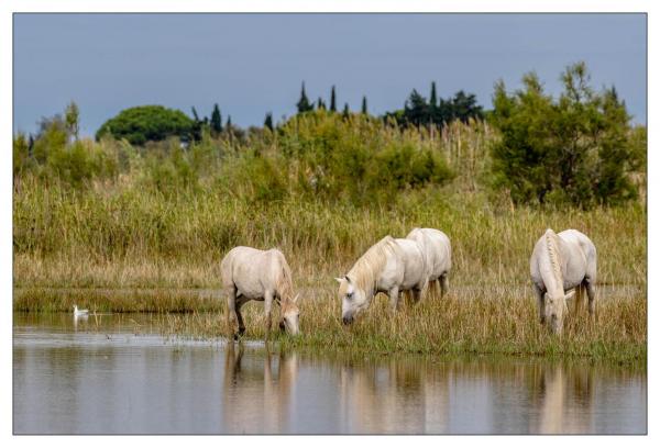 Camargue