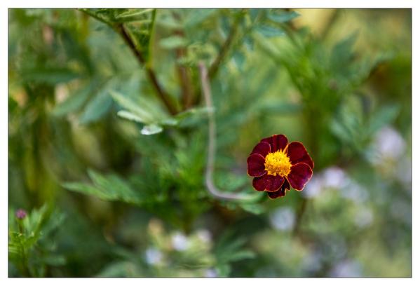 Chaumont sur Loire