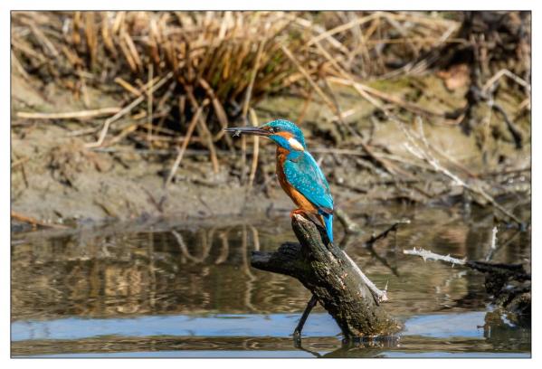Le Teich