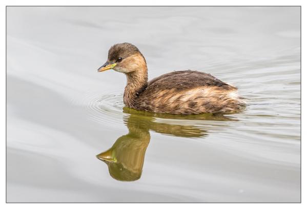Le Teich