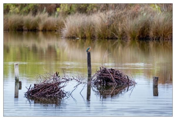 Le Teich