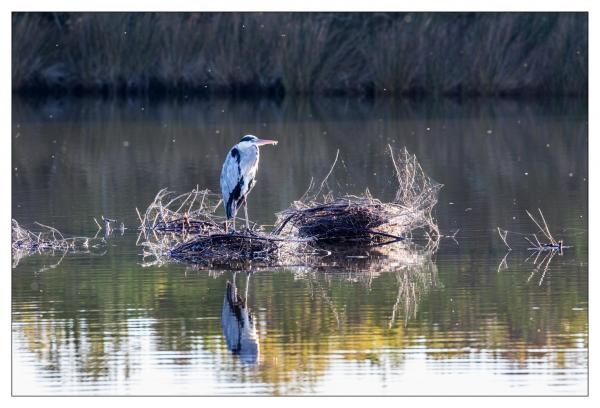 Le Teich