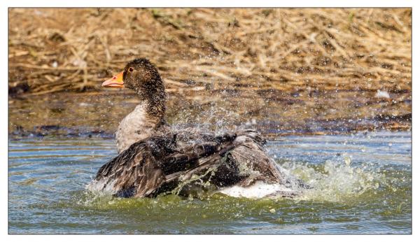 Le Teich