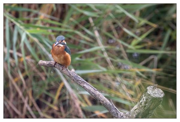 Terre d'oiseaux