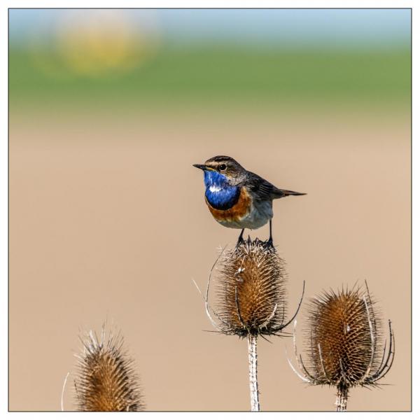 Vendée