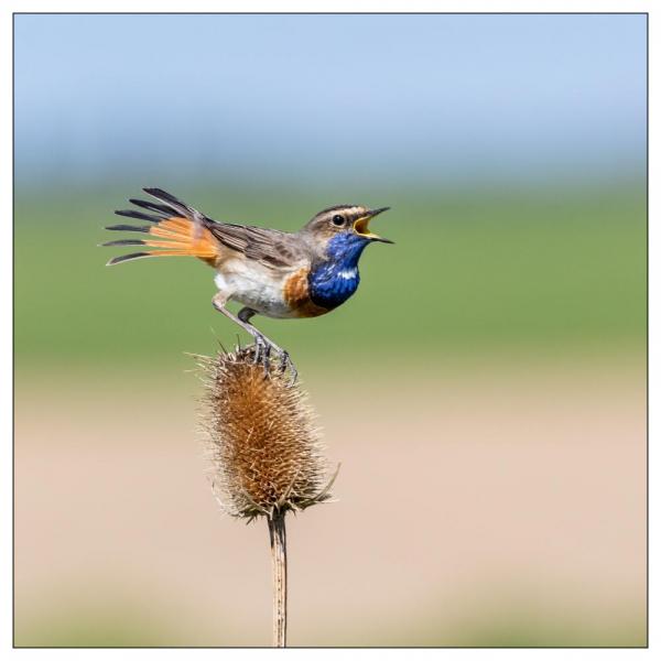 Vendée