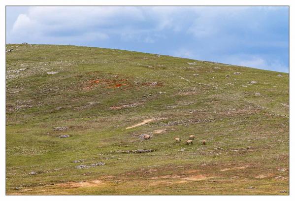 Causse Méjean