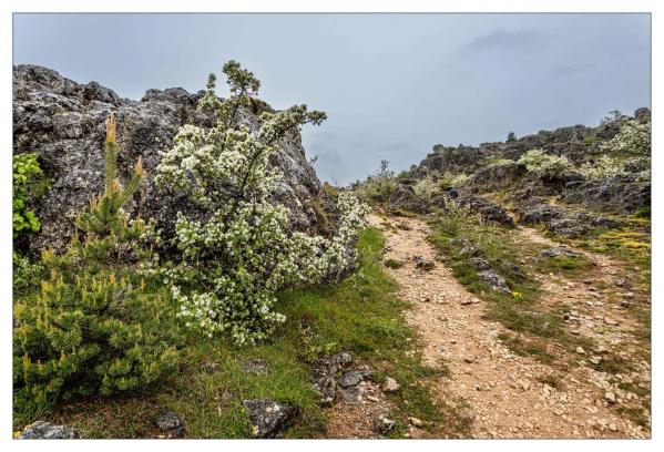 Causse Méjean