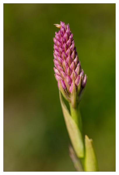 Causse Méjean