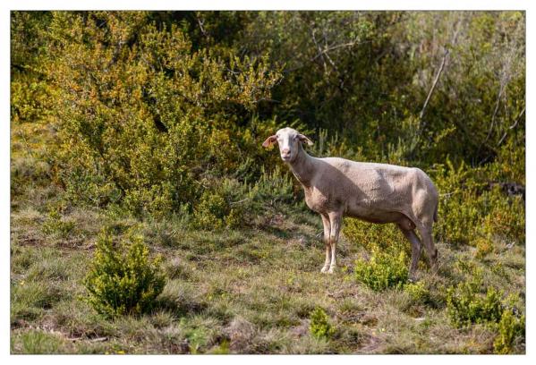 Causse Méjean