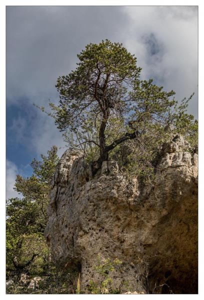 Causse Méjean