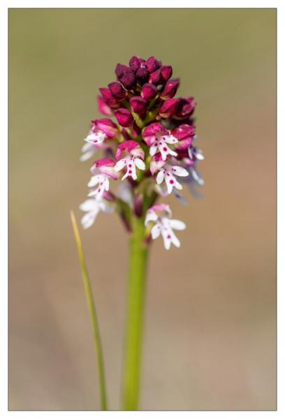 Causse Méjean