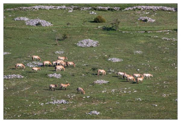 Causse Méjean