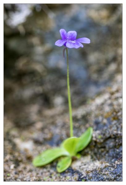 Causse Méjean