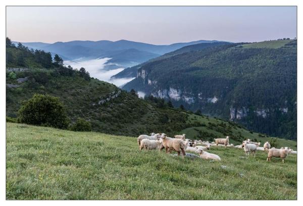 Causse Méjean