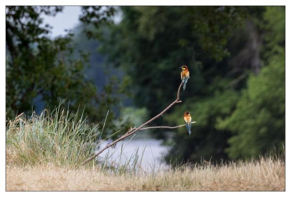 Bords de Loire