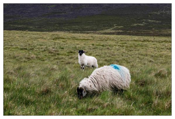 Irlande