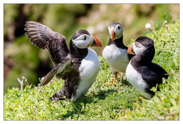 Irlande