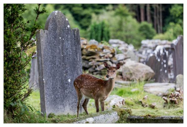 Glendalough