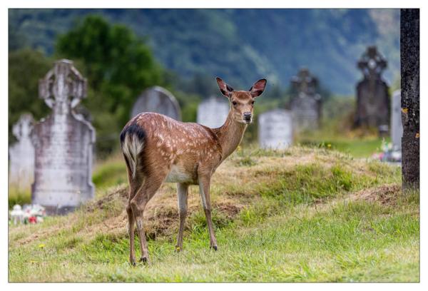 Glendalough