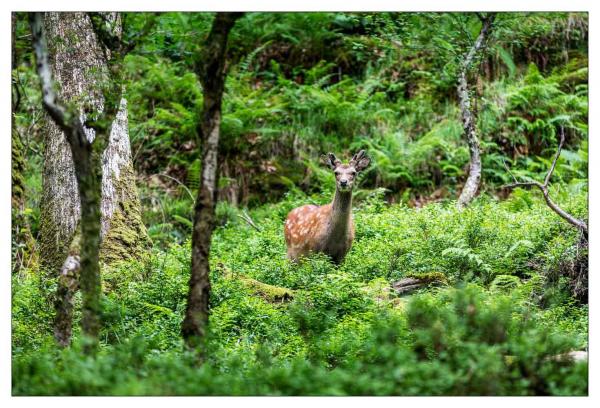 Glendalough