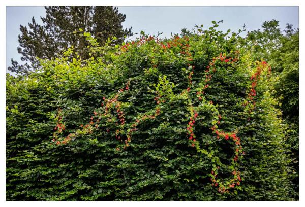 Mount Usher Gardens
