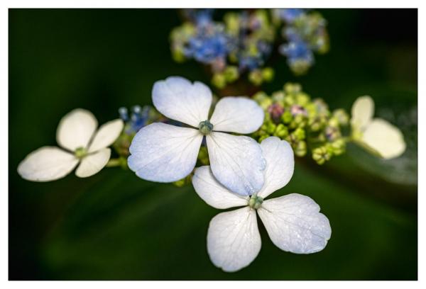 Mount Usher Gardens